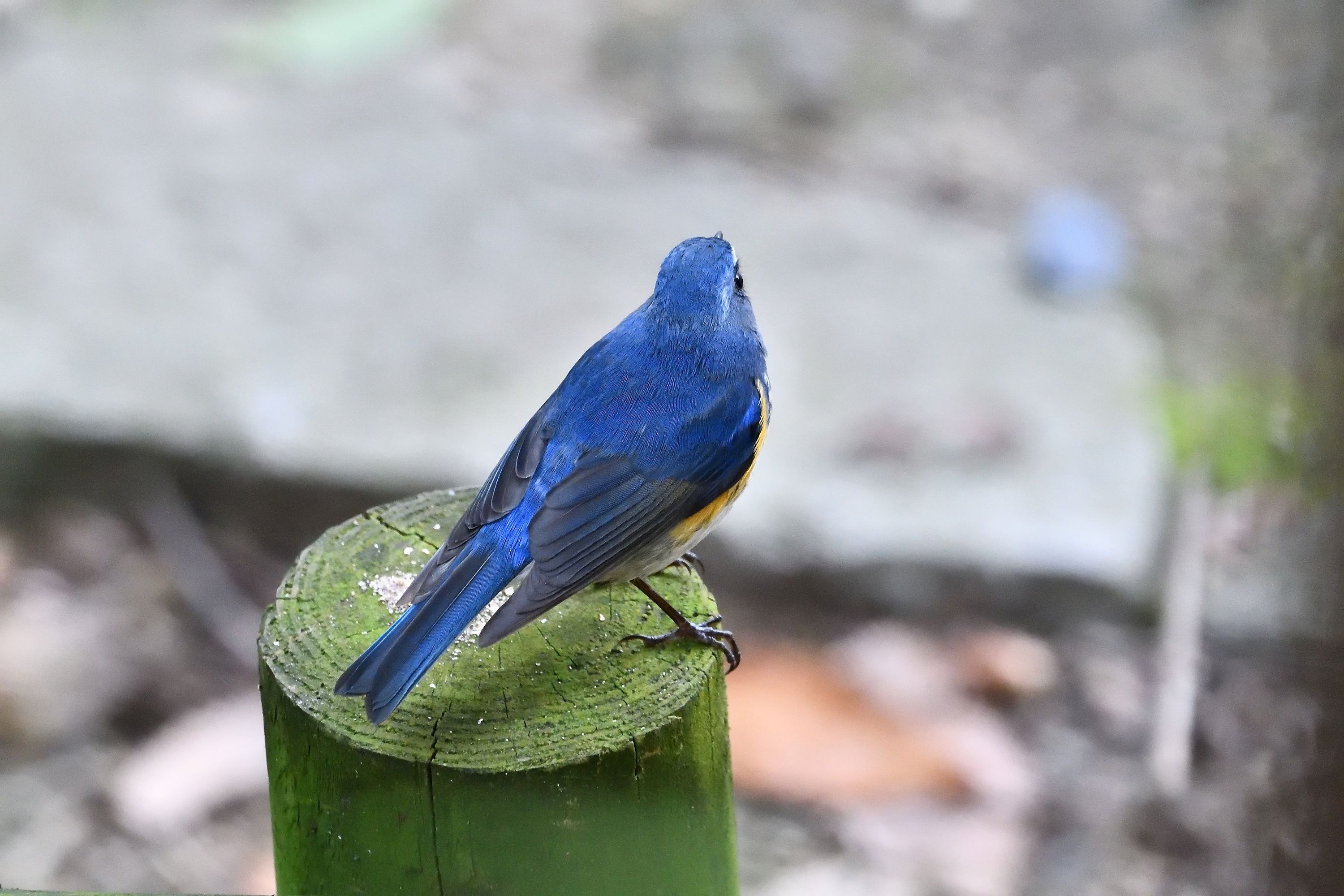 大阪都市公園の野鳥たち ルリビタキ オス 高解像度編 野鳥との日常生活を綴る 楽天ブログ