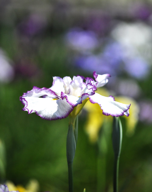 菖蒲４