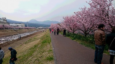 20140314幸せ道春めき桜