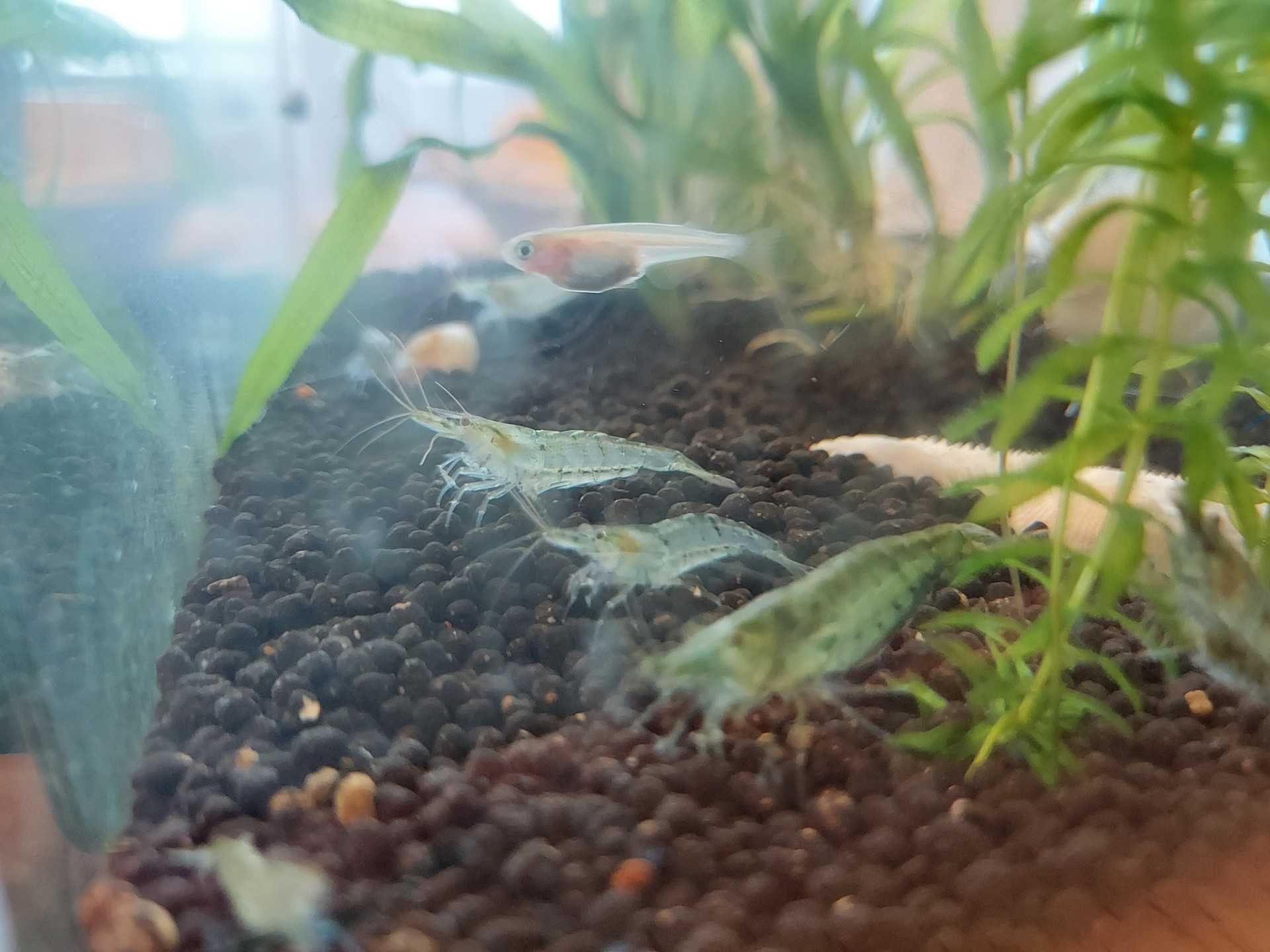 カワリヌマエビ全滅 そして 二代目 週末農村生活 楽天ブログ