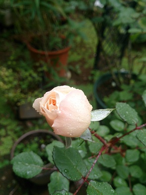DSC_0045.jpg