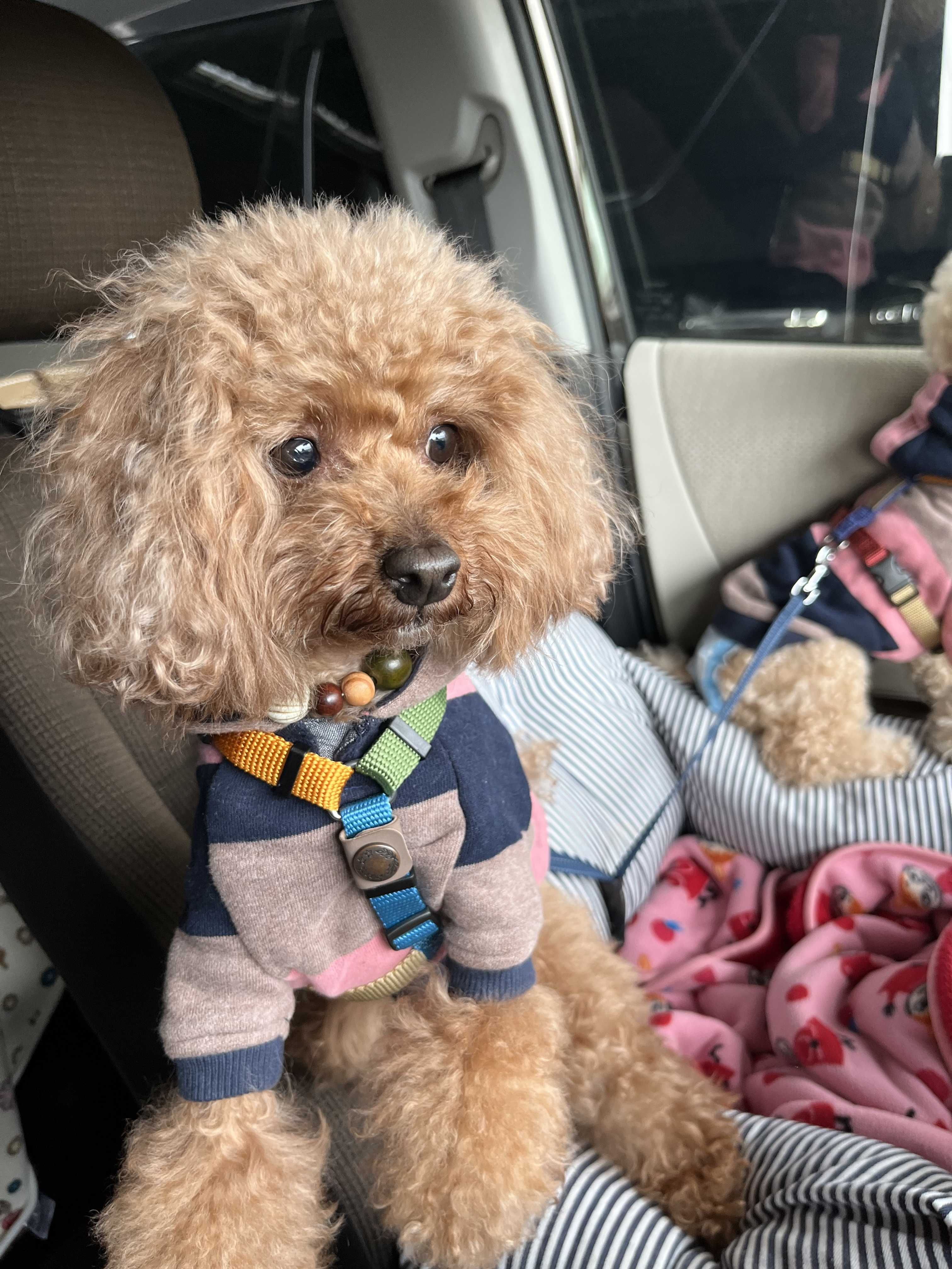 トイプードルのお出かけ モコくるchannelのブログ 楽天ブログ トイプードルのお出かけ モコくるchannelのブログ 楽天ブログ