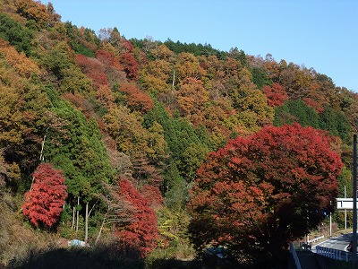 20131123金太郎大もみじ