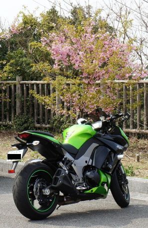 河津桜とninja1000