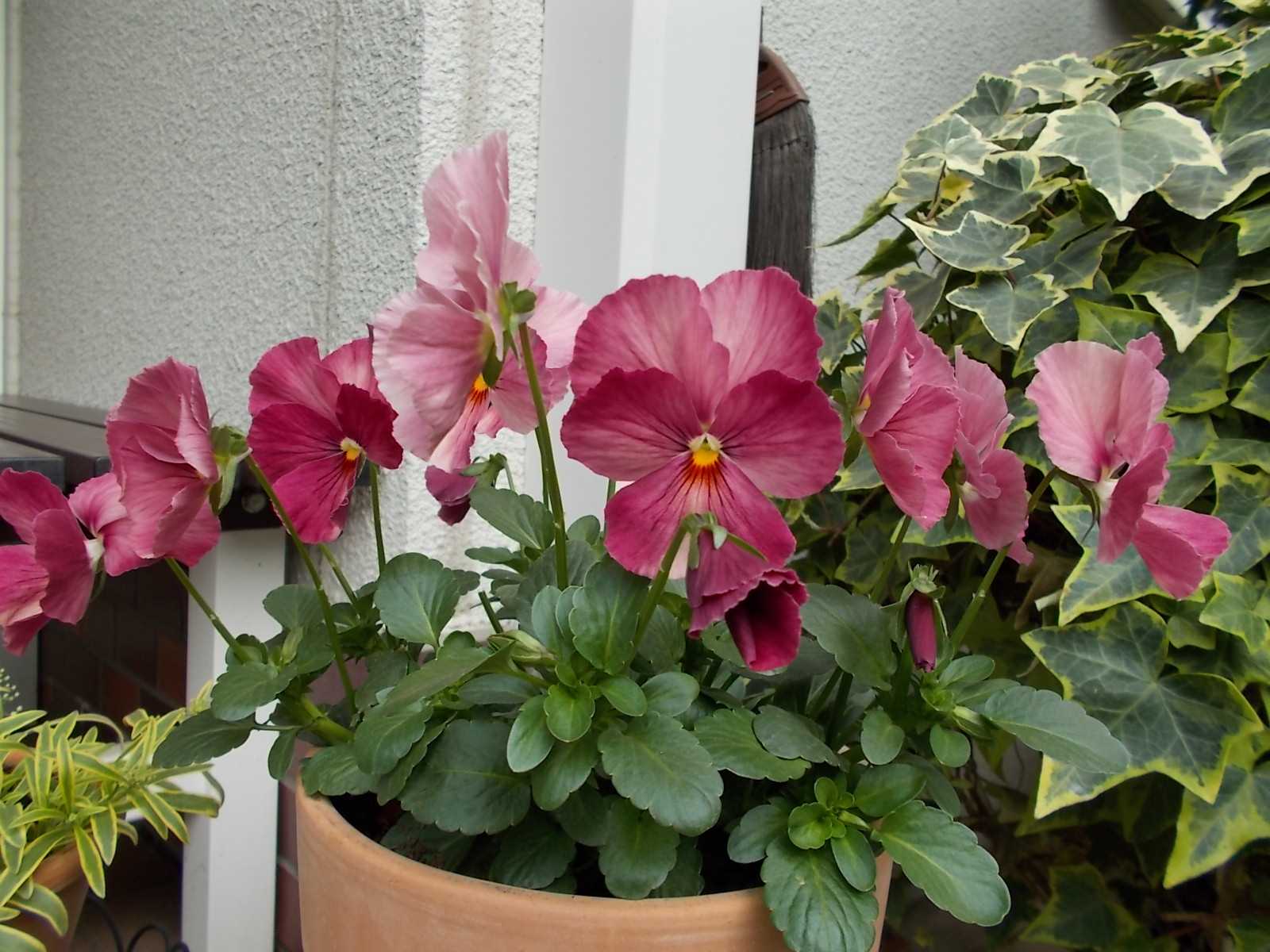 やっぱり今の時期はパンビオが綺麗です バラを咲かせることが好き 楽天ブログ