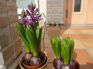 P1300050ss.jpg