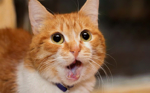 GIF ] | 猫のフレーメン反応を集めたブログ - 楽天ブログ, 画像サイズ:486x300