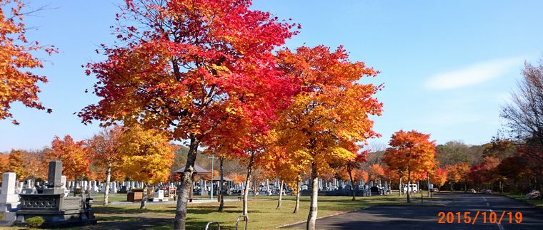 １０／１９墓園の紅葉.jpg