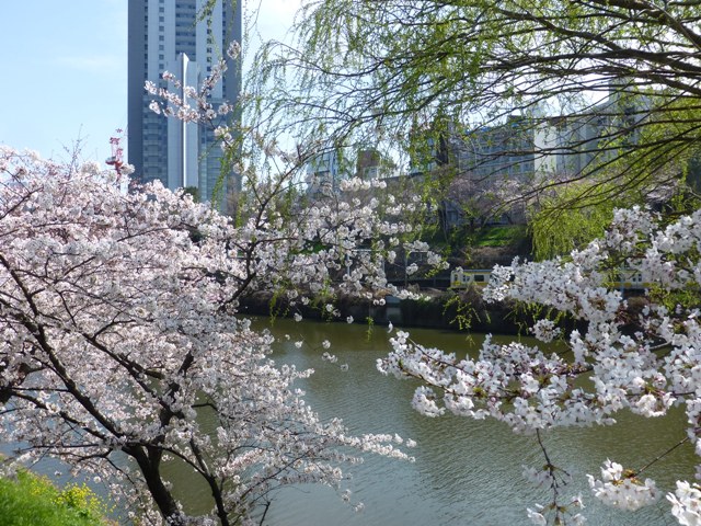 外濠の桜
