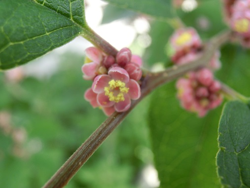 ウメモドキの花