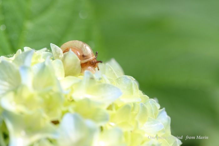 紫陽花とカタツムリ ひとひらの風 楽天ブログ