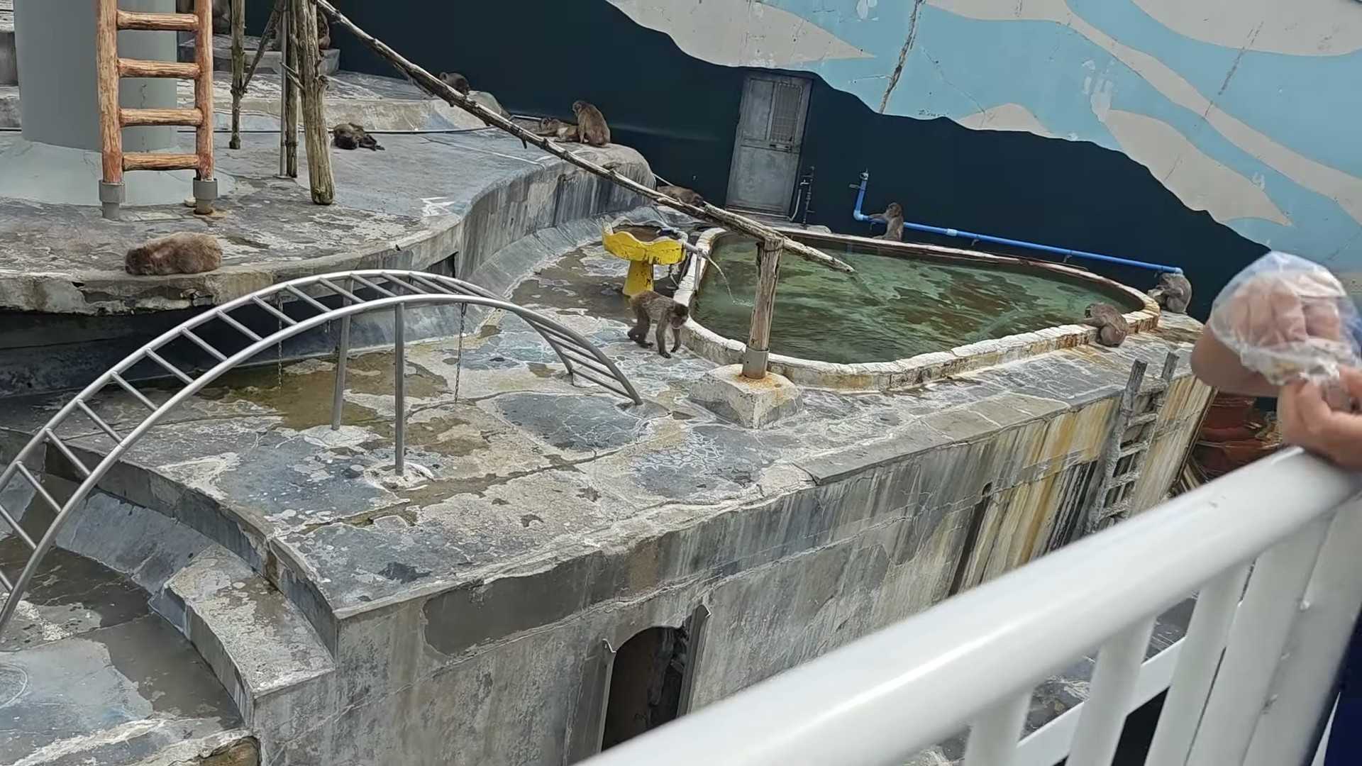 函館市熱帯植物園 小学生男児のサルの餌やり