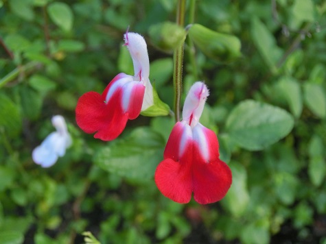 チェリーセージ