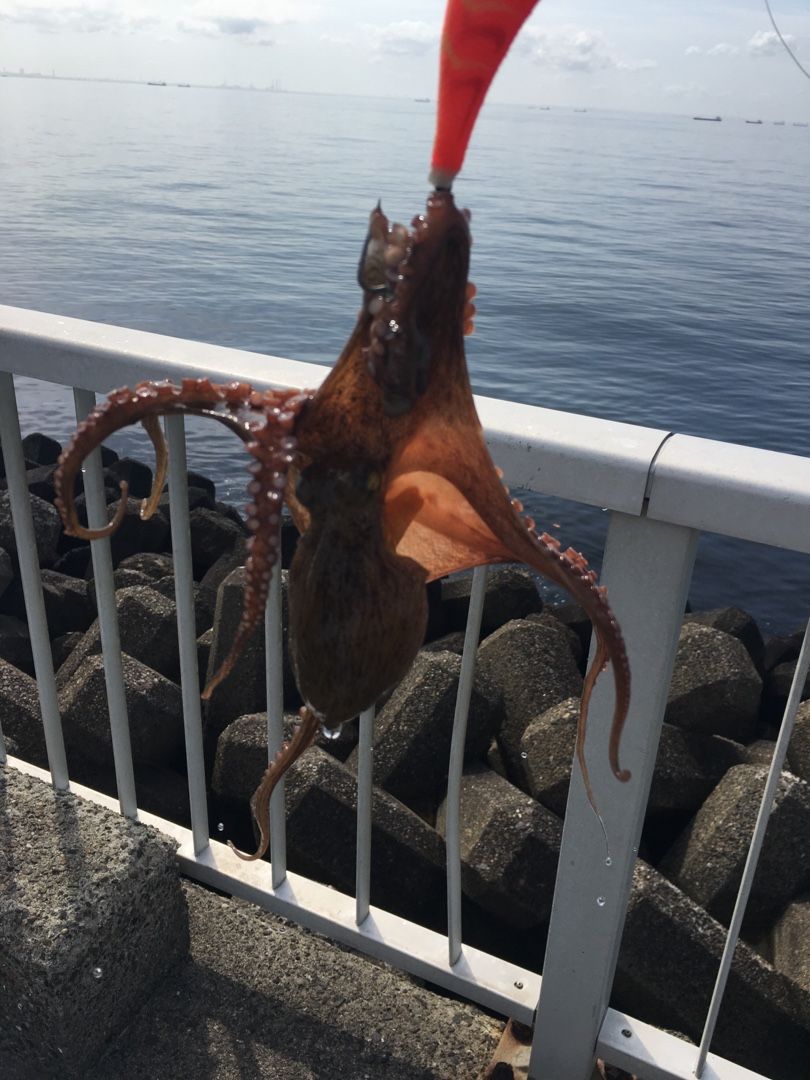 釣り 浦安 タコ