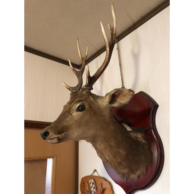 壁に掛かってる鹿の頭の剥製のやつって 剥製 Hapicocoのハクセイ日記 楽天ブログ