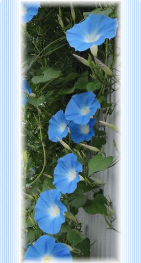 今日のヘブンリーブルーのお花は何個?