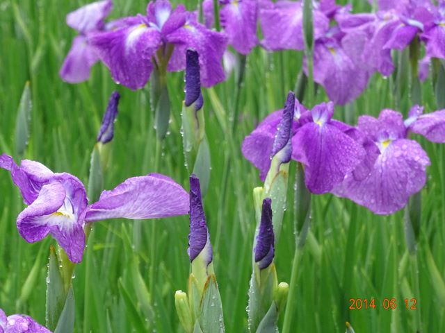 DSC04144_R.JPG