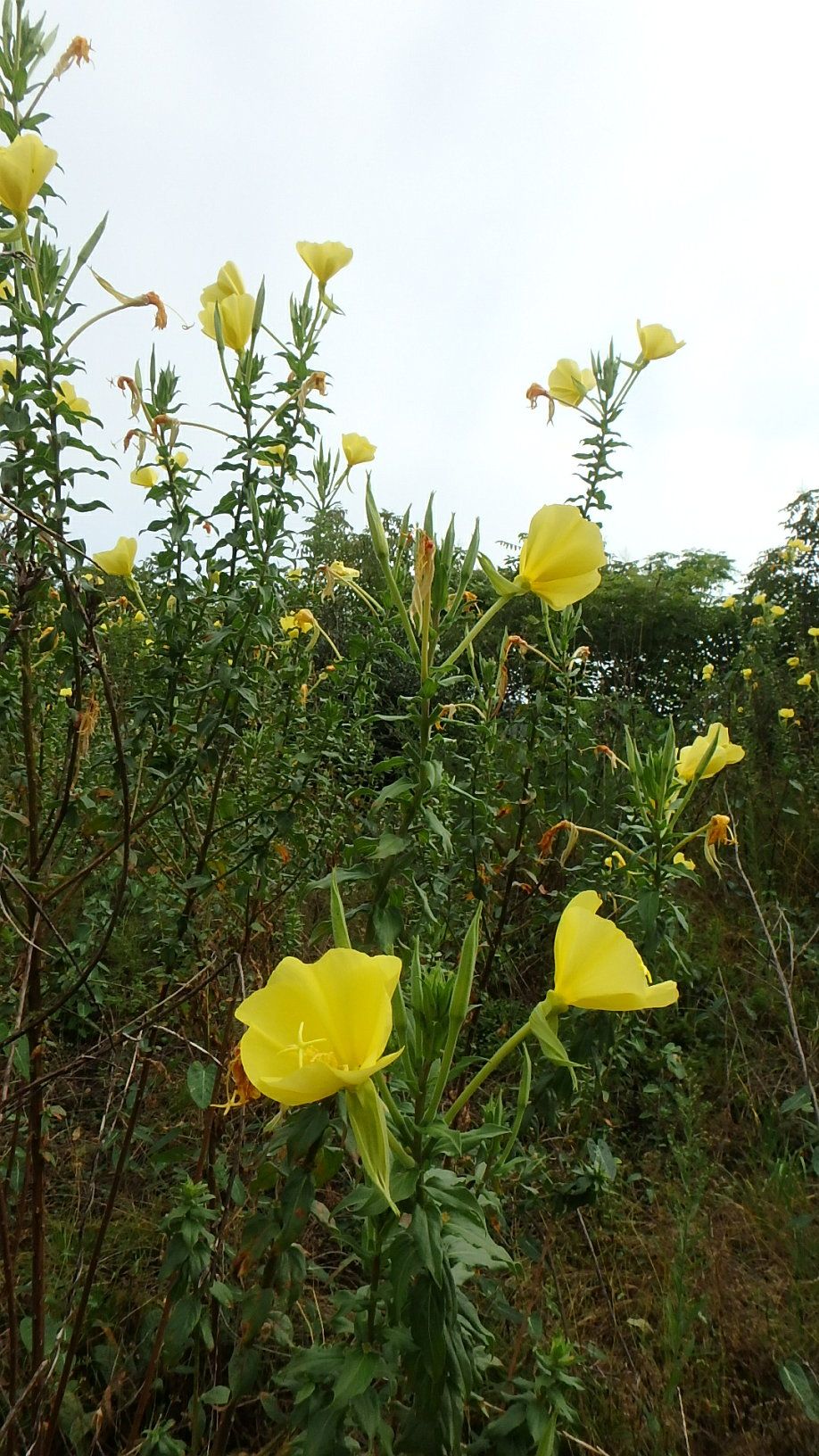 地層不整合展示場所に咲くマツヨイグサ 岡大構内 楽天版じぶん更新日記 楽天ブログ