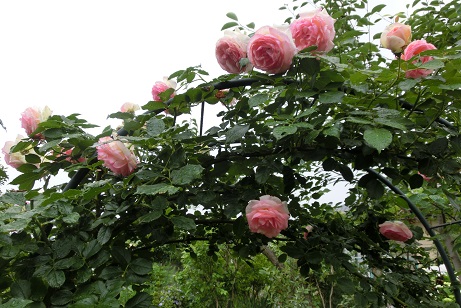 ピエール・ド・ロンサール