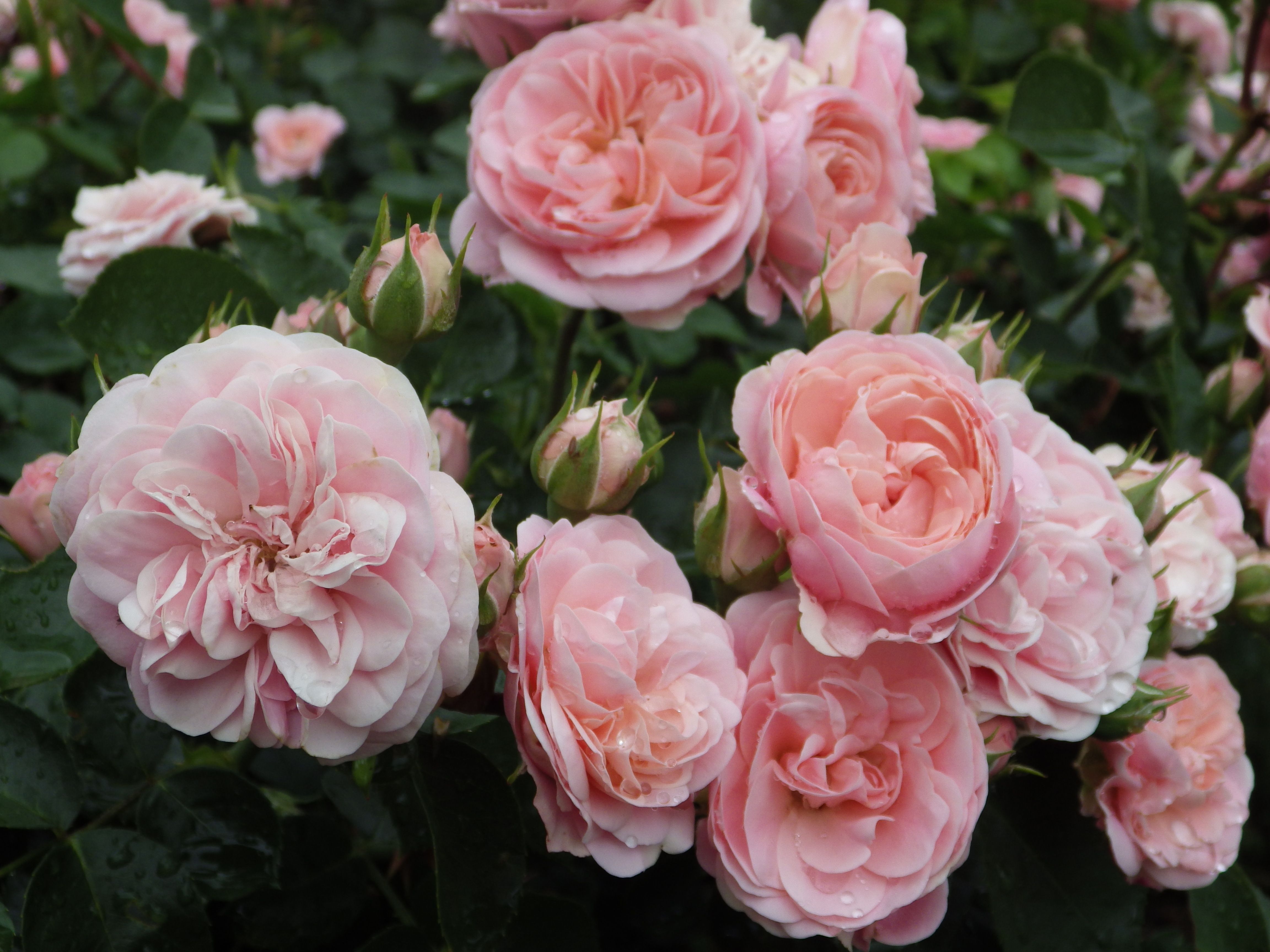 おとなしめでいっぱいでラクチン バイランド 農家のバラ庭日記 楽天ブログ