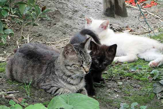 我が家のニャンコ♪2016/07/11-3