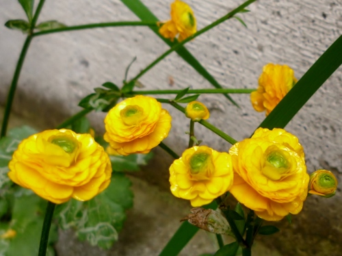 P1150226 (500x374).jpg