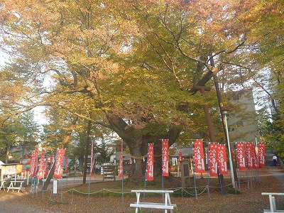 今宮神社の神木・千年ケヤキ。