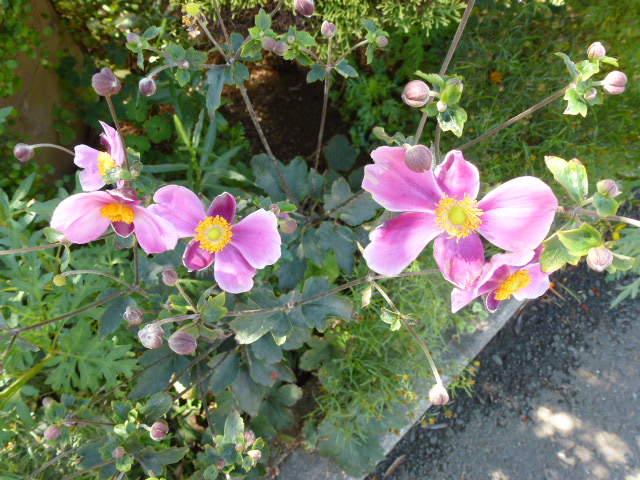 秋明菊 シュウメイギク ３種類 パンパスグラス 写真あり 私の好きな花 楽天ブログ