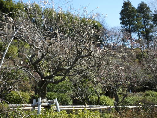 池上梅園