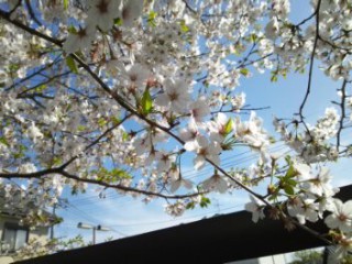 今年の桜。^^