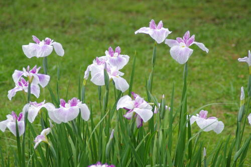 浜離宮恩賜庭園の花菖蒲