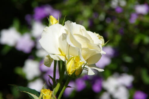 谷津バラ園のバラの花