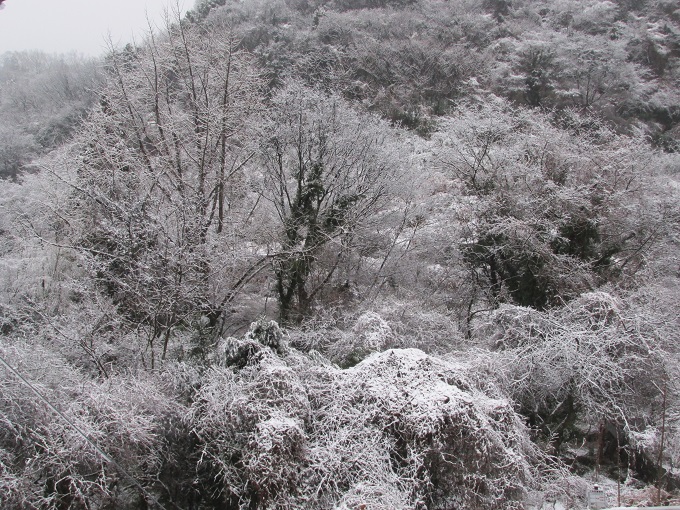 休山の積雪(１月３０)日