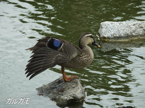 小池公園にて