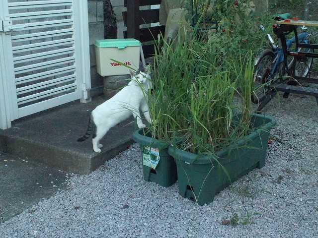 イネを食べるノラ。