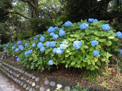 あじさい祭り 029.jpg