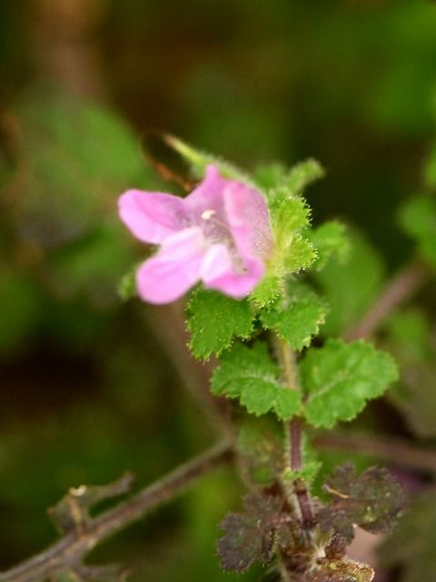 ラン探しで出会ったきのこと花 フクロツチガキ | himekyonの部屋 - 楽天ブログ