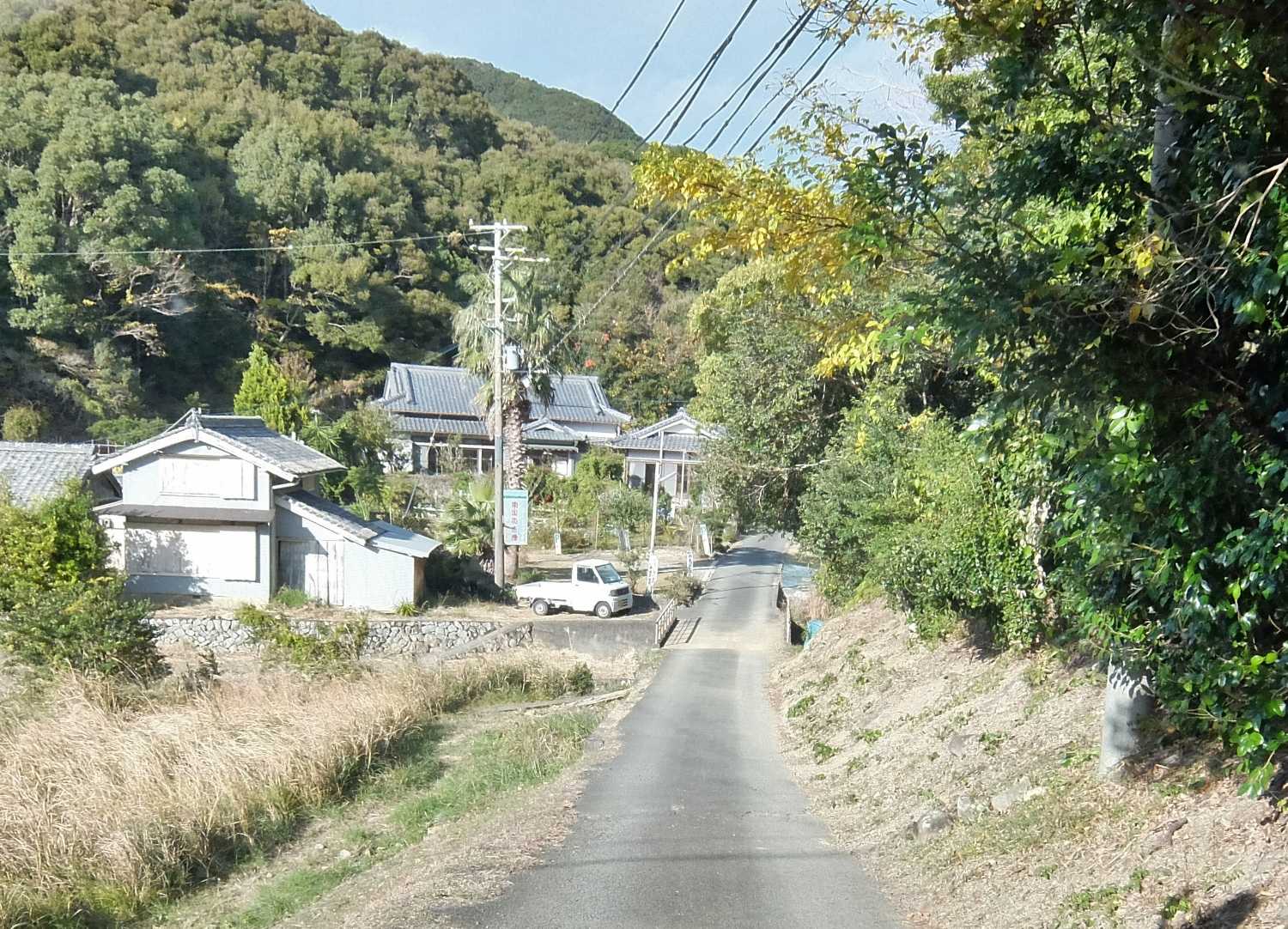 南国花市場 プルメリア 販売 和深 串本