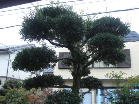 CIMG2808.jpg