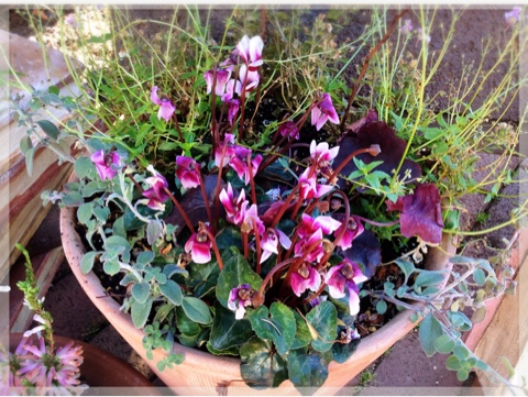 寄せ植え・シクラメン