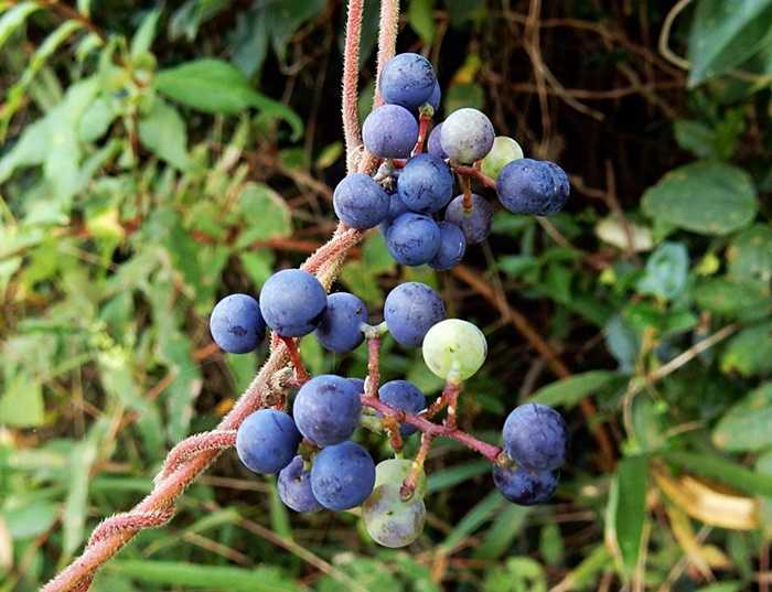 アオツヅラフジ房7