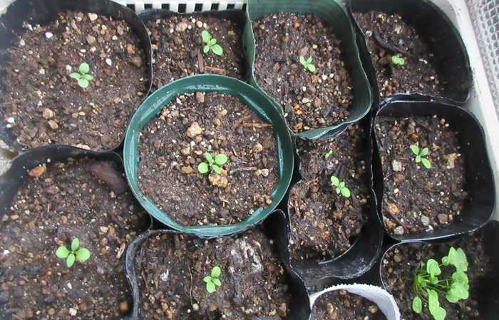 多年草のアンゲロニアの冬越えをさせよう 種まきが発芽 狭い庭を花いっぱいにする育て方 楽天ブログ