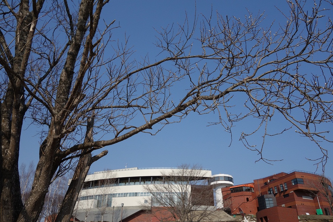 オホーツク 網走市 天都山 ネコヤナギ 2