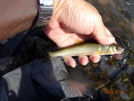 16ｃｍ.jpg