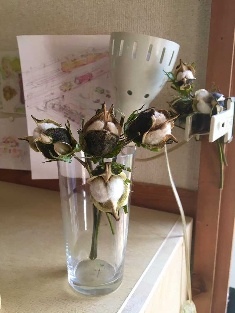 コットンボール(boll) 共時的ヴァイブレーション 楽天ブログ