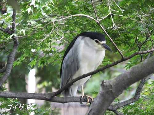 洗足池にて