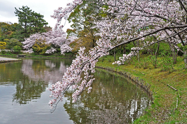 桜３