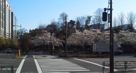 260331日比谷公園角の朝の桜２.jpg