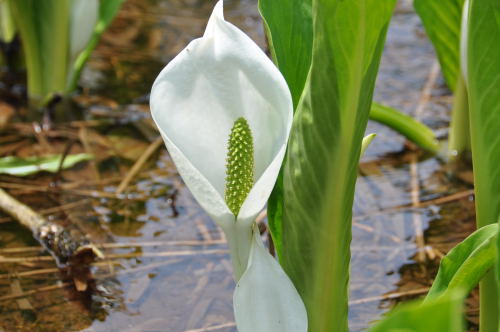 水芭蕉