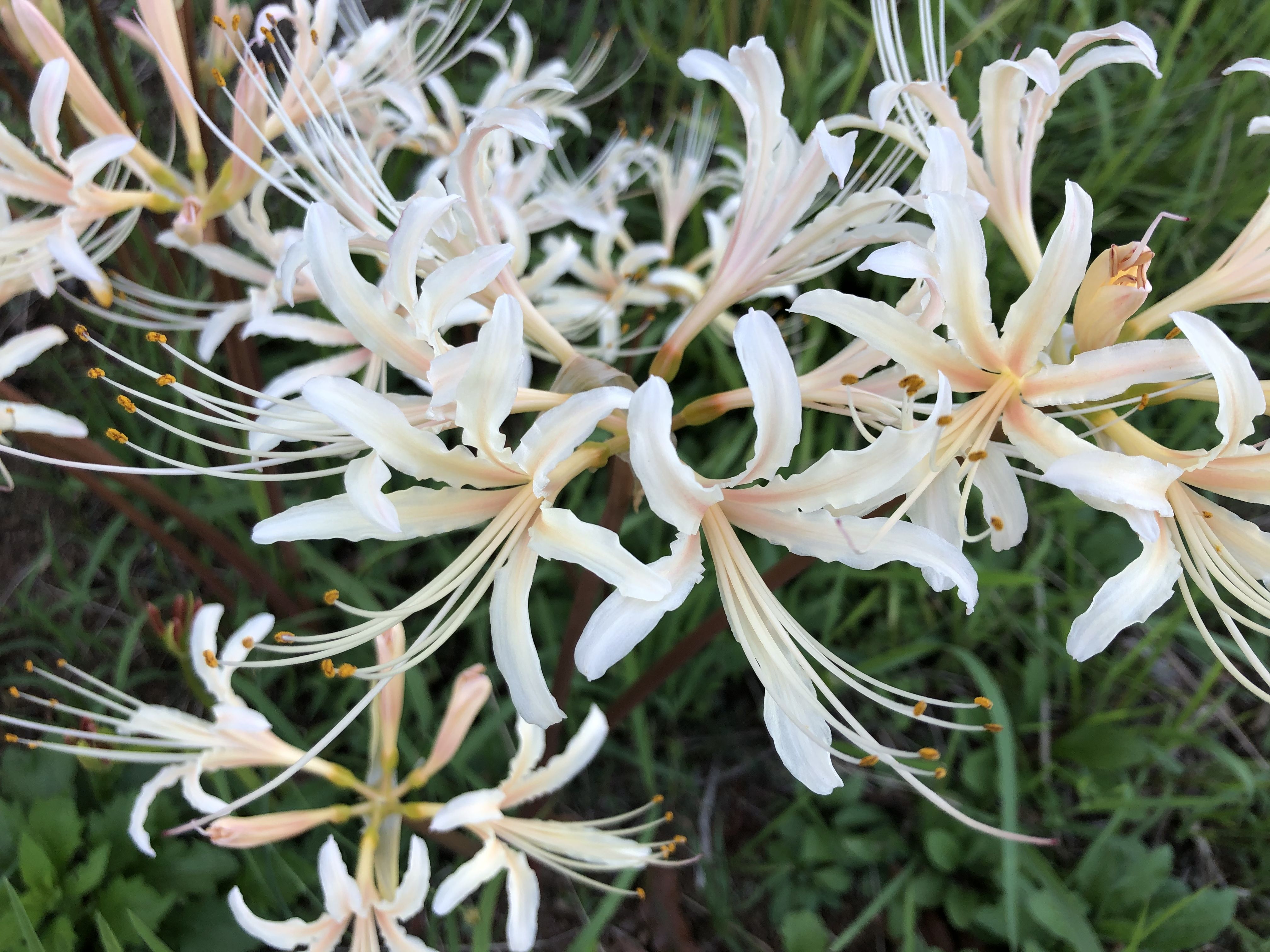 植物図鑑 ヒガンバナ 彼岸花 シロバナマンジュシャゲ 白花曼殊沙華 庭ぐらし 楽天ブログ